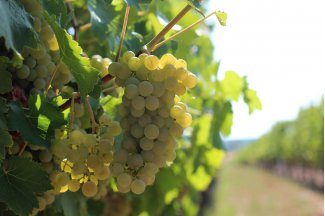 vino